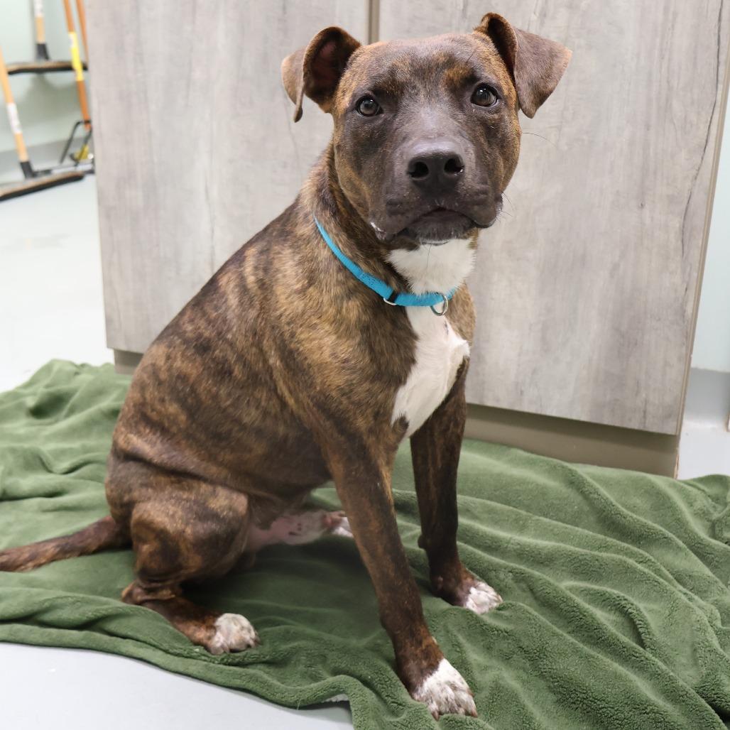 Mikey, a Adoptable Mixed Breed in Saint Charles, MO image 5/6