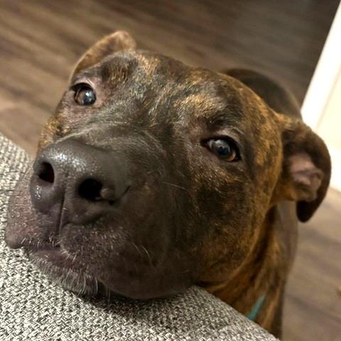 Enlarge Mikey, a Adoptable Mixed Breed in Saint Charles, MO image 5/6