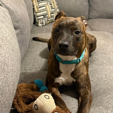 Enlarge Mikey, a Adoptable Mixed Breed in Saint Charles, MO image 6/6