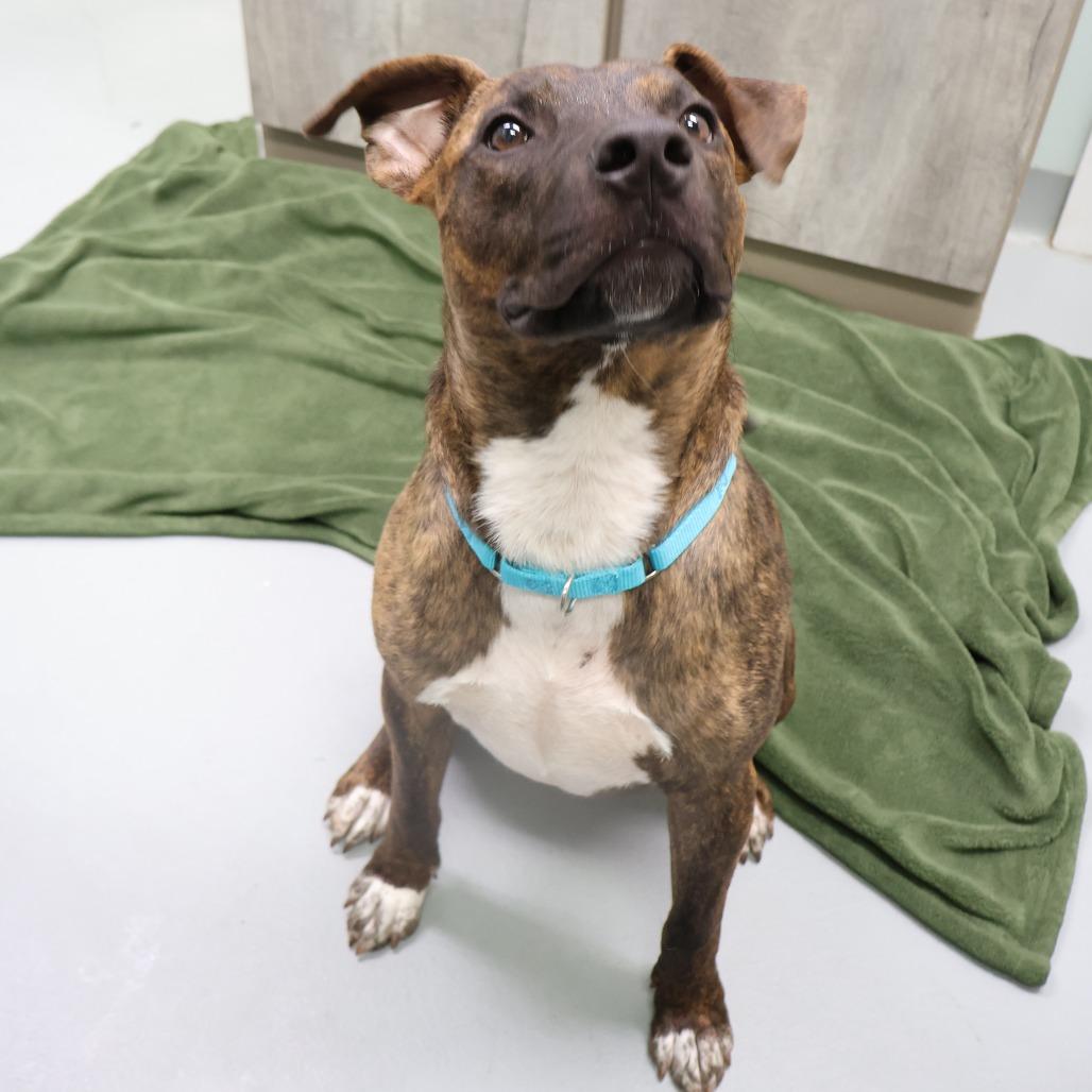 Mikey, a Adoptable Mixed Breed in Saint Charles, MO image 6/6