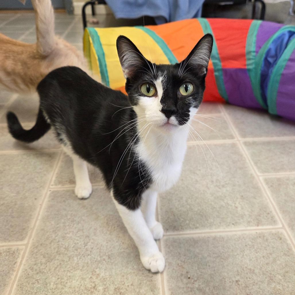 Widget, Adoptable, Adult Female Domestic Short Hair.