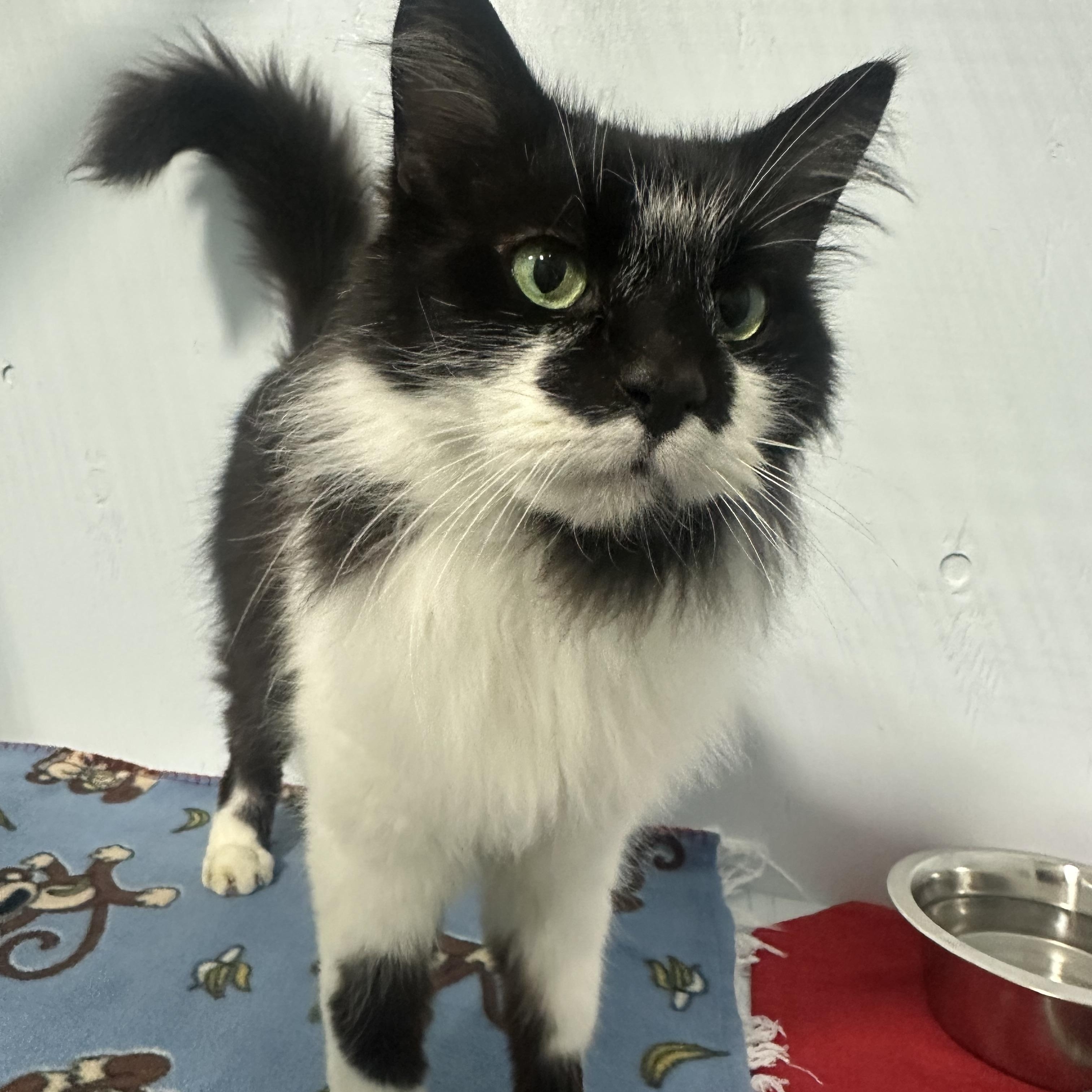 Benny, a Adoptable Domestic Long Hair in Mission, BC image 3/4
