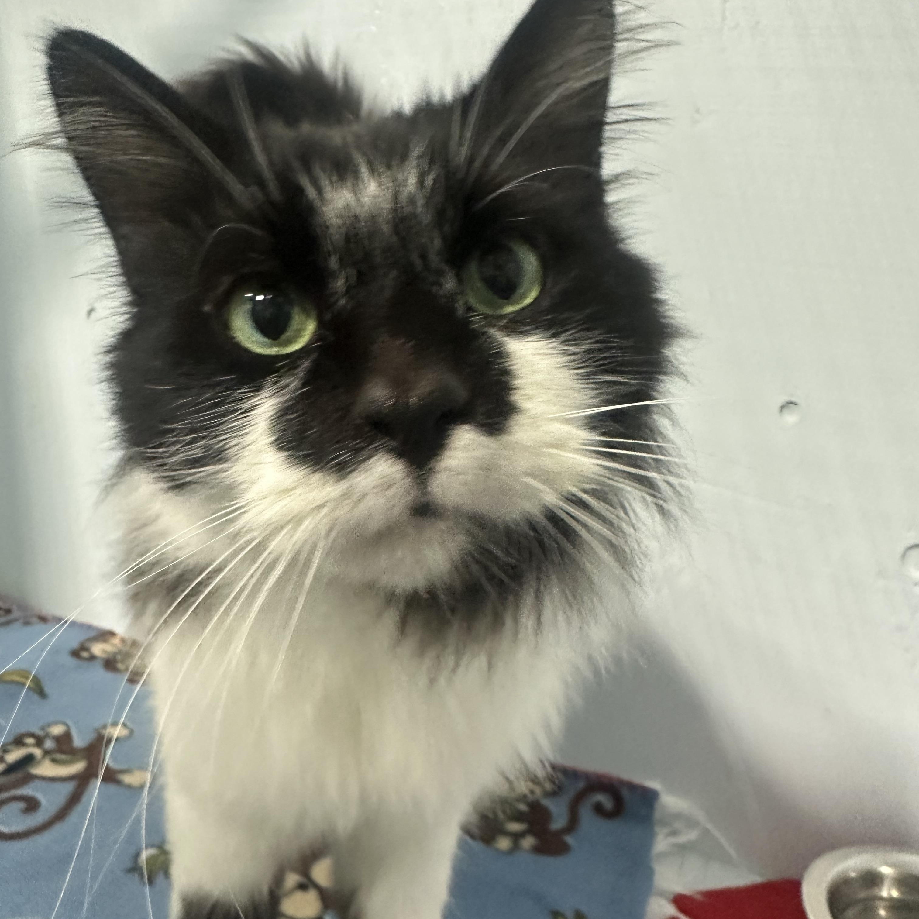 Benny, a Adoptable Domestic Long Hair in Mission, BC image 2/4