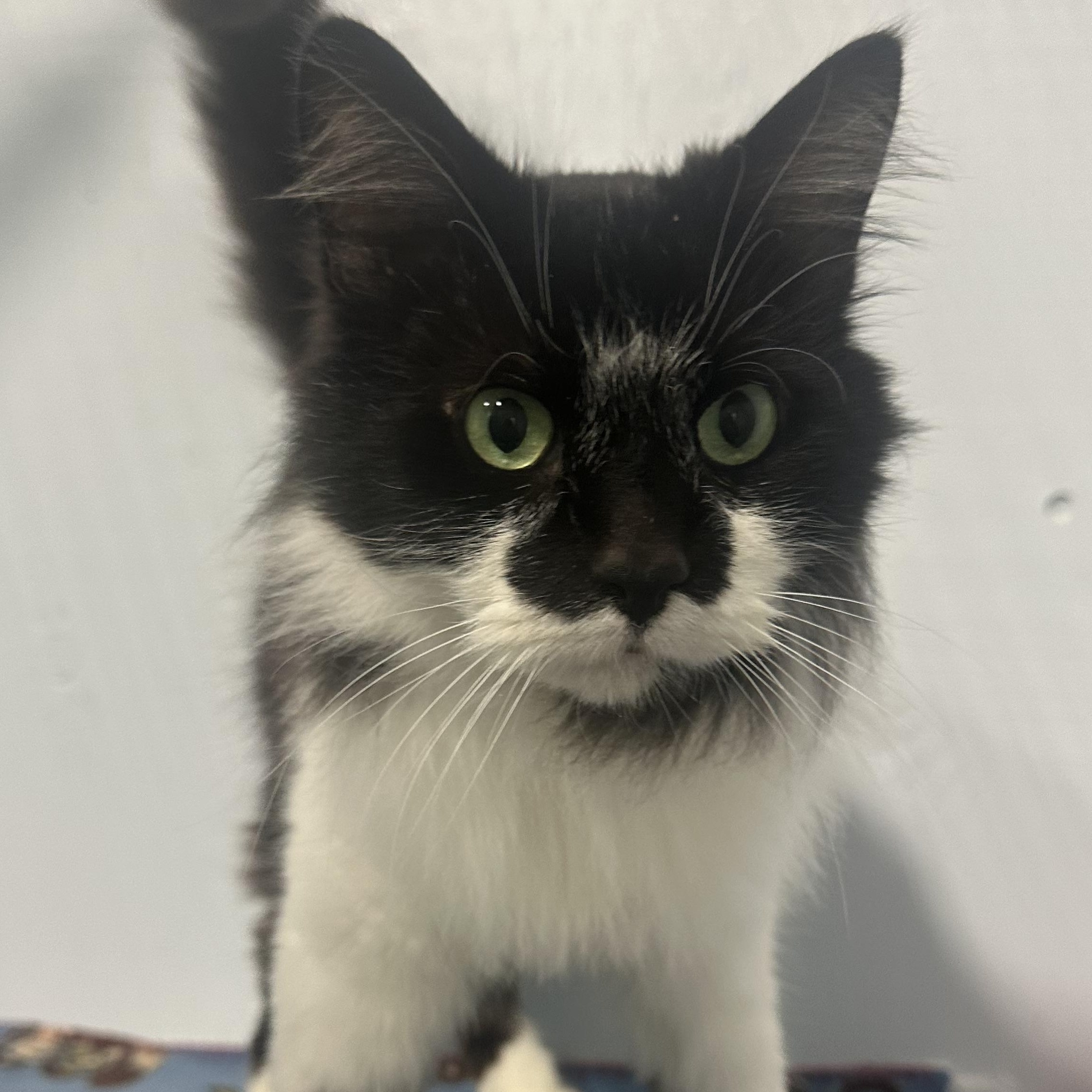 Benny, a Adoptable Domestic Long Hair in Mission, BC image 4/4