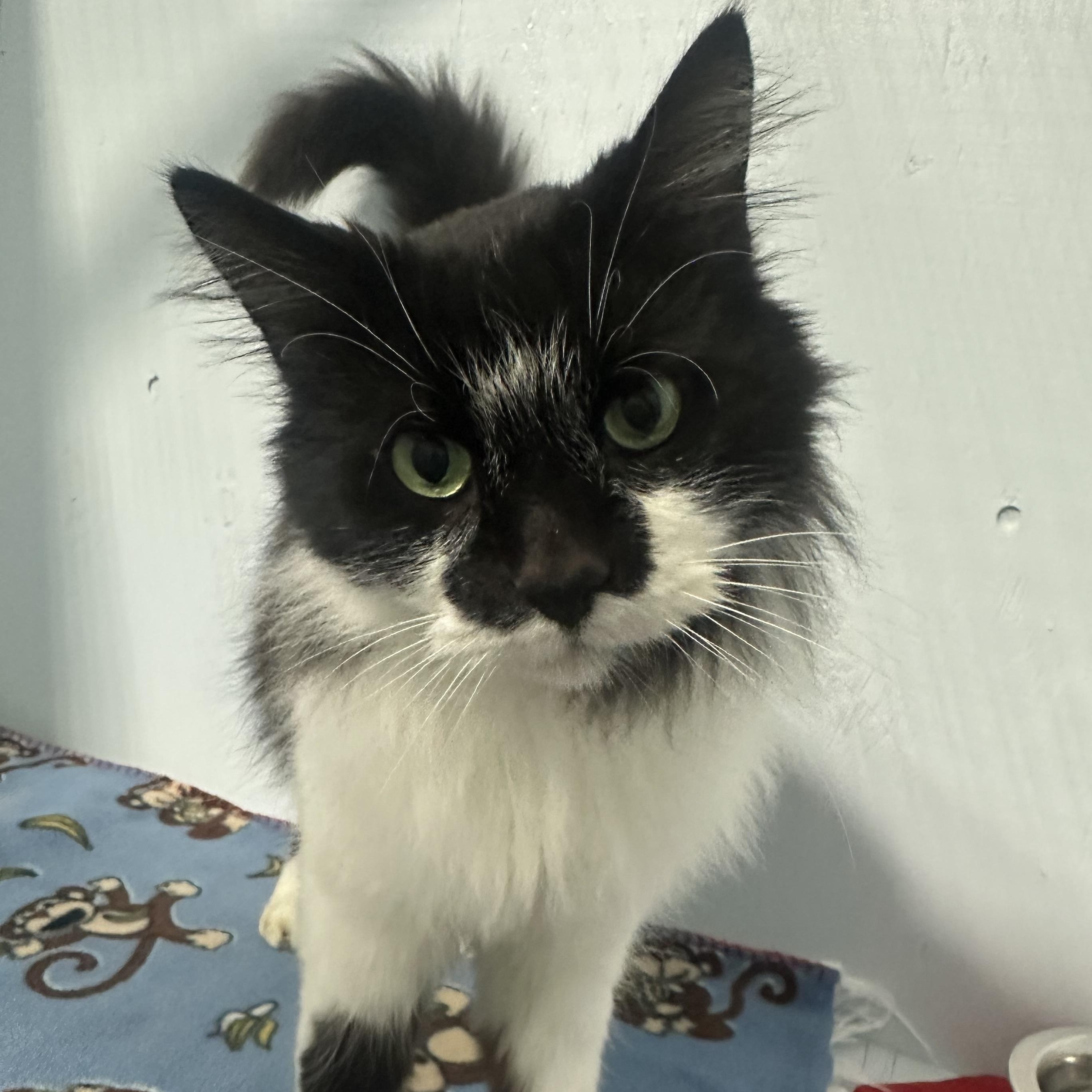 Benny, Adoptable, Adult Male Domestic Long Hair.