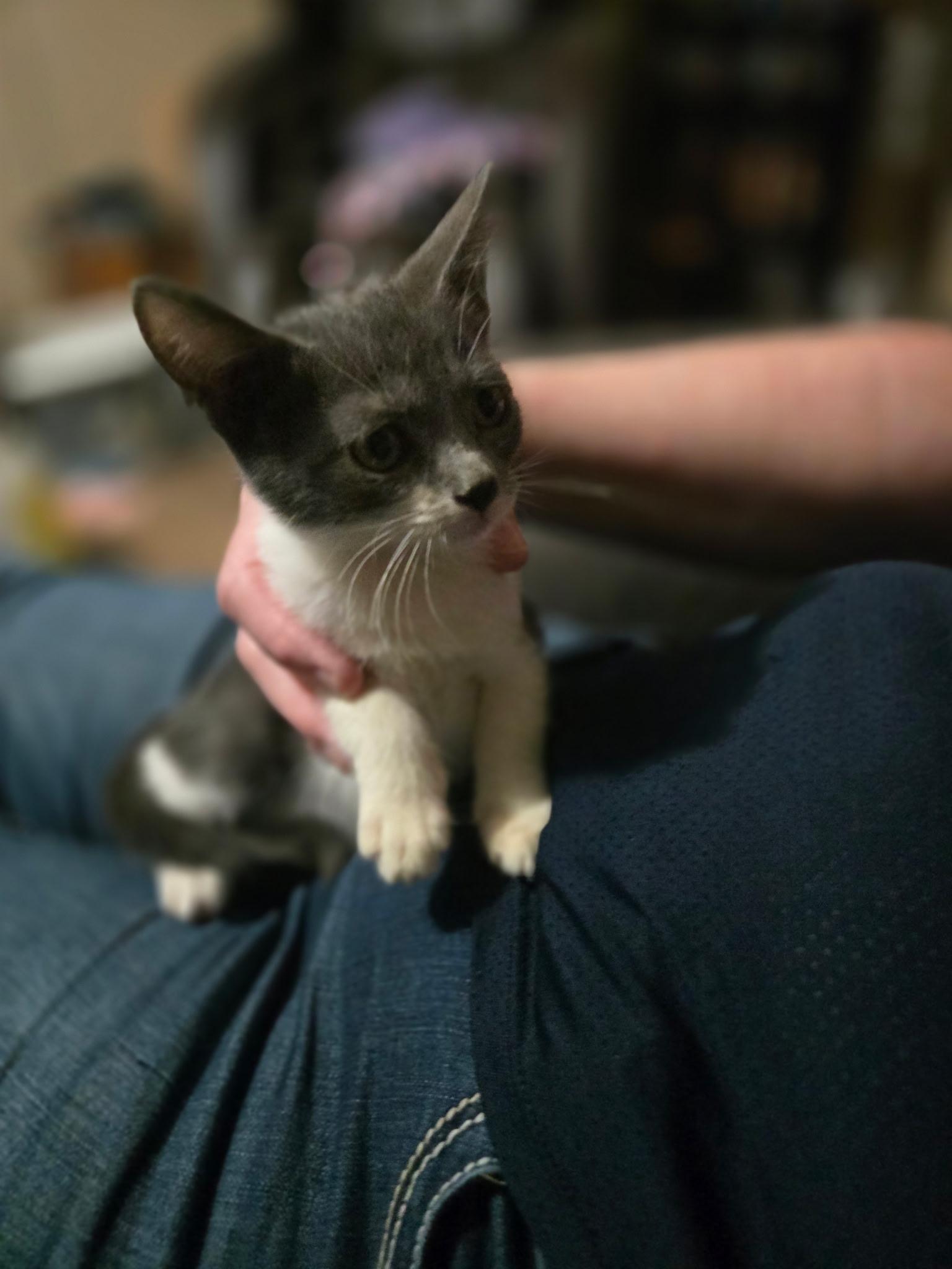 Minnie, a Adoptable Domestic Short Hair in Huffman, TX image 2/2