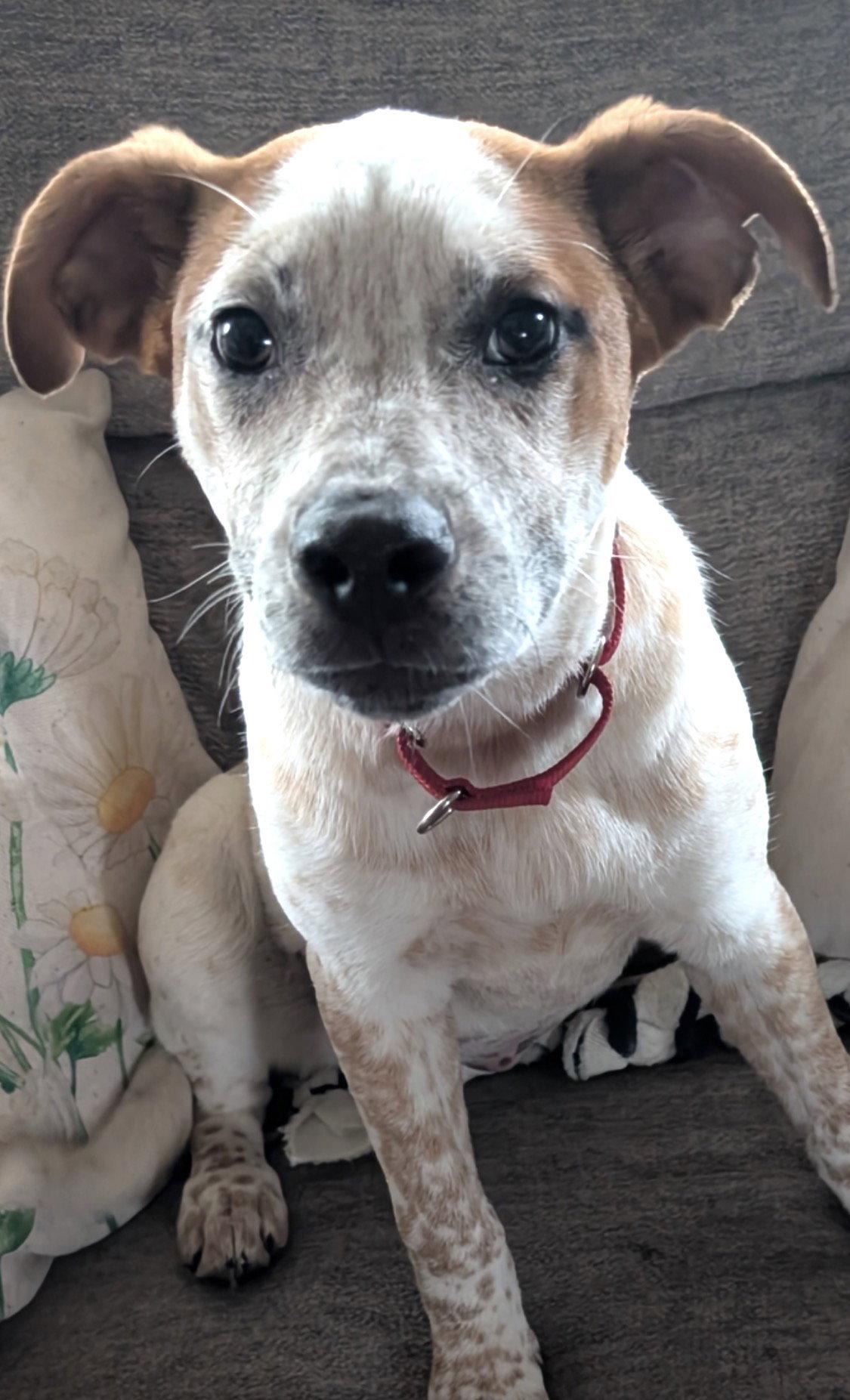 Biscuit, a Adopted mixed breed in Tonawanda, NY image 3/3