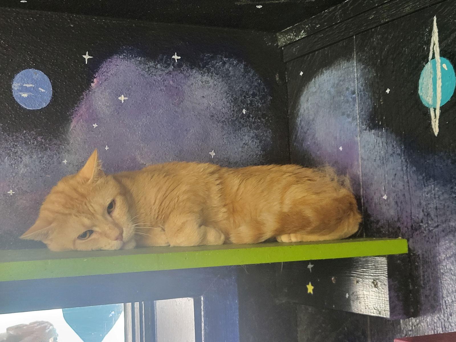 Enlarge Alf, a Adoptable Domestic Short Hair in Iroquois, IL image 1/1