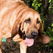 PLEASE HELP Copper!!! (TN), adopted, Young Male Bloodhound.