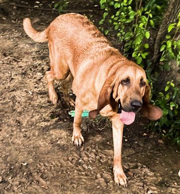 Enlarge PLEASE HELP Copper!!! (TN), an adopted Bloodhound in Leawood, KS image 3/3