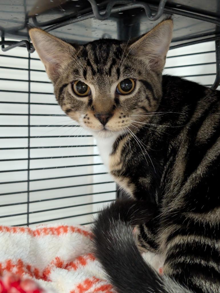 Enlarge Maytag, a Adoptable mixed breed in Shelton, WA image 1/2