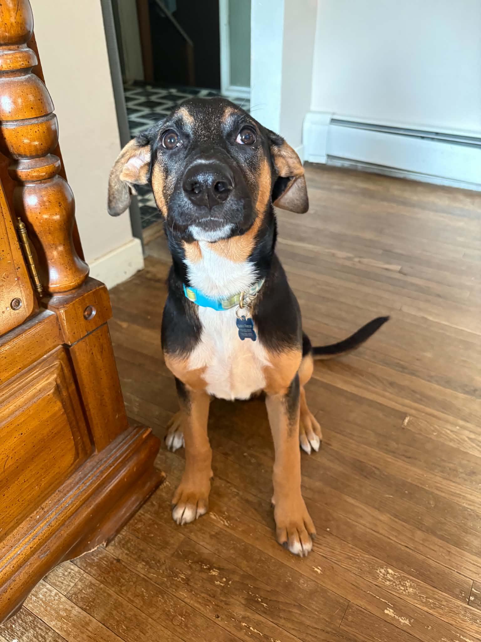 Lacie, Adoptable, Young Female Hound & Black and Tan Coonhound.
