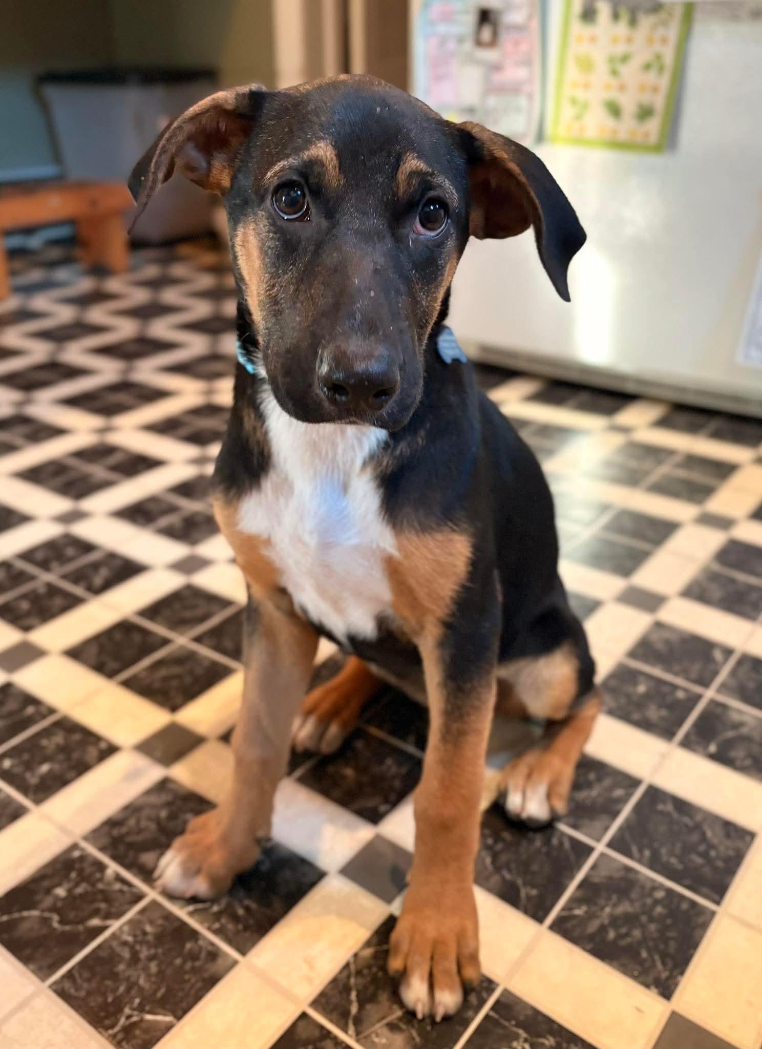 Enlarge Lacie, a Adoptable mixed breed in Springville, NY image 2/3