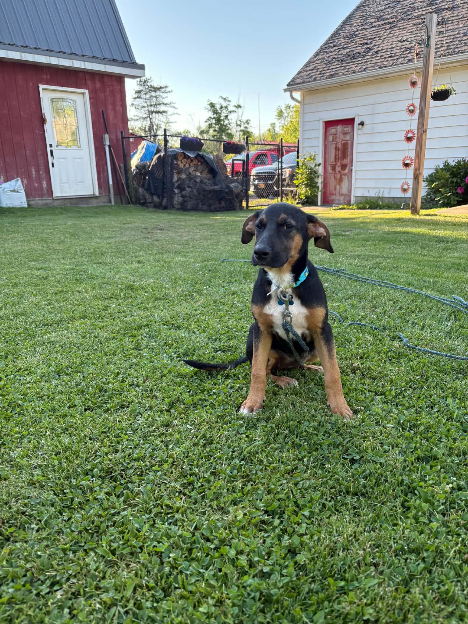 Enlarge Lacie, a Adoptable mixed breed in Springville, NY image 3/3