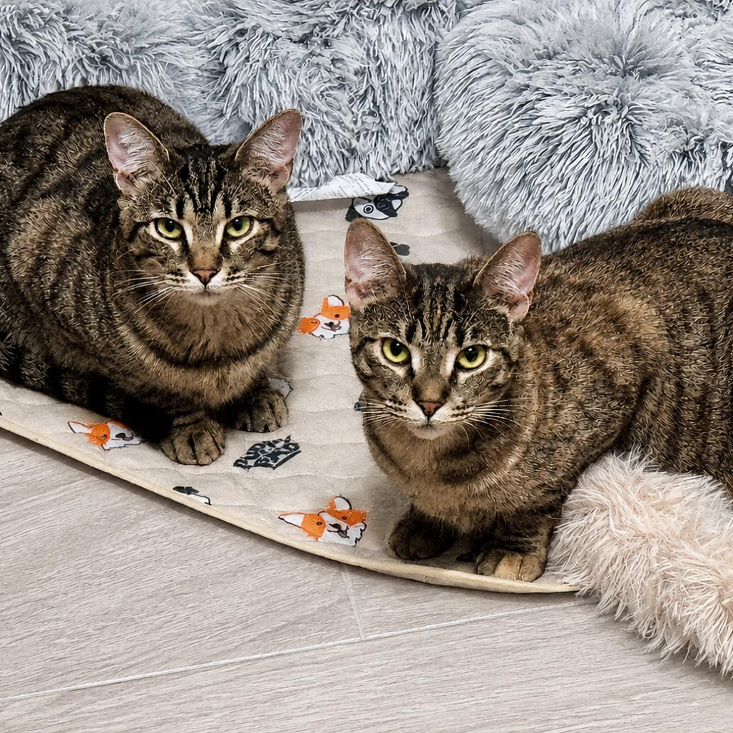 Gauge, a Adoptable Domestic Short Hair in Lutz, FL image 2/6