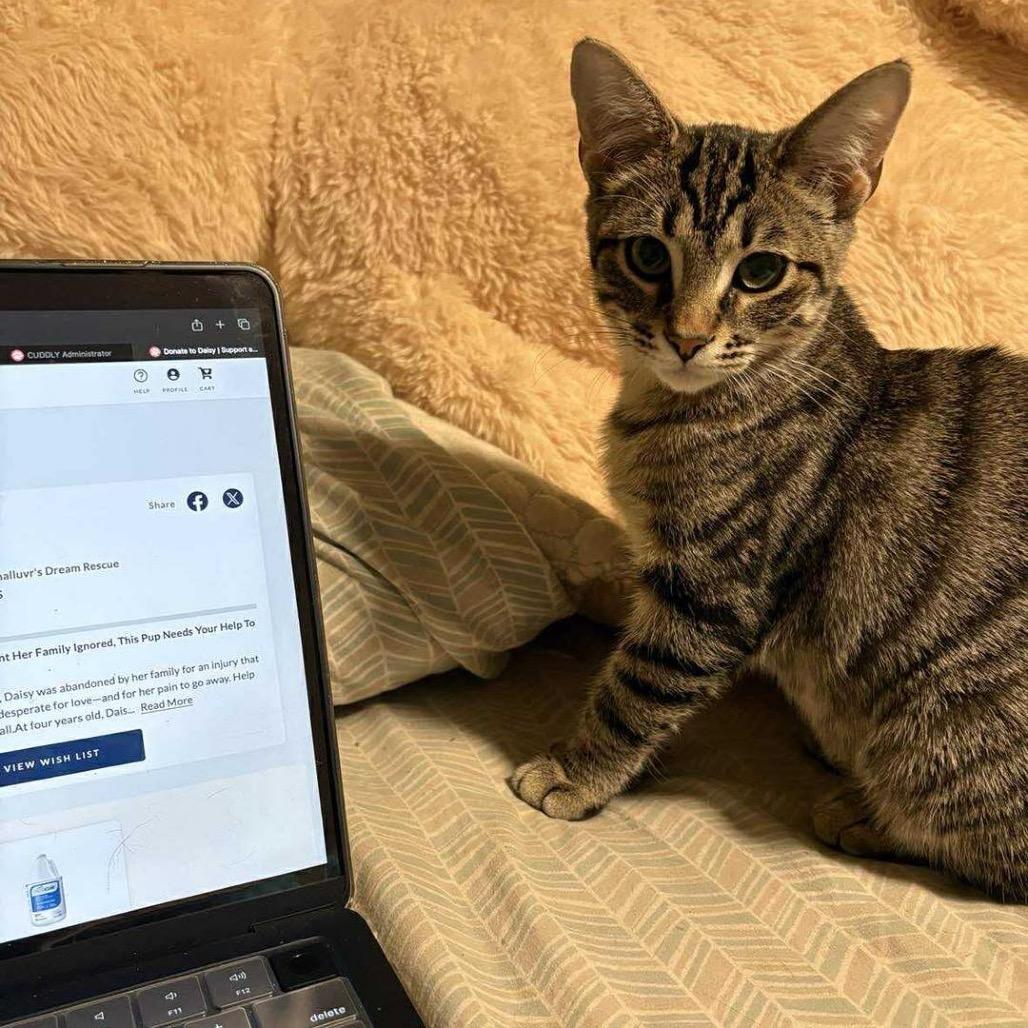 Enlarge Gauge, a Adoptable Domestic Short Hair in Lutz, FL image 2/6