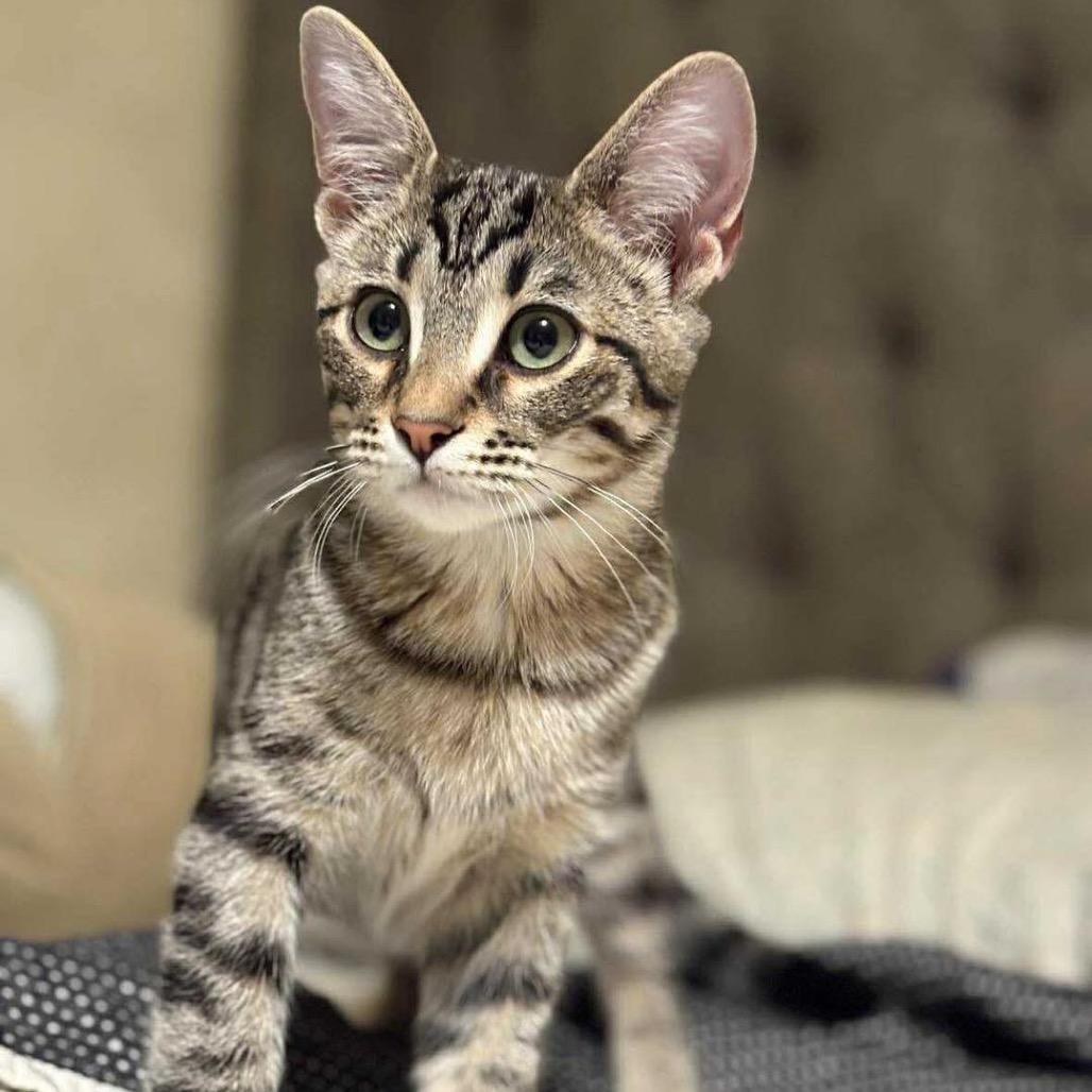 Enlarge Gauge, a Adoptable Domestic Short Hair in Lutz, FL image 3/6