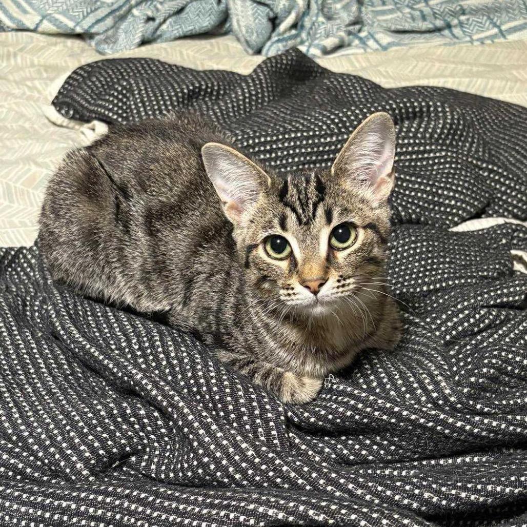 Gauge — thumbnail 4