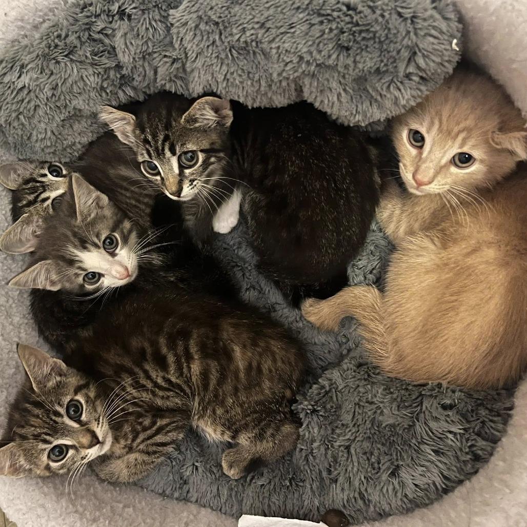 Enlarge Gauge, a Adoptable Domestic Short Hair in Lutz, FL image 5/6