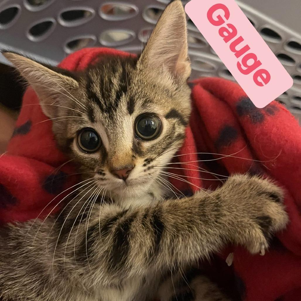 Enlarge Gauge, a Adoptable Domestic Short Hair in Lutz, FL image 6/6
