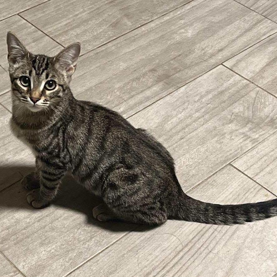 Enlarge Gauge, a Adoptable Domestic Short Hair in Lutz, FL image 6/6