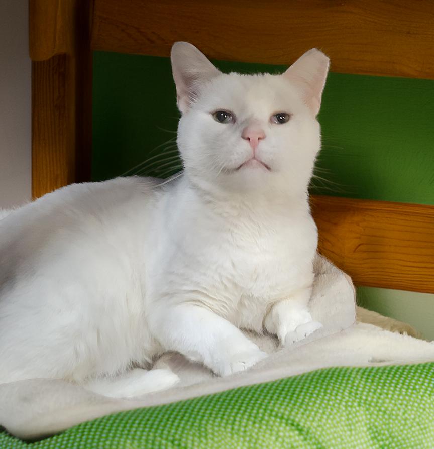 Mugshot, Adoptable, Adult Male Domestic Short Hair.