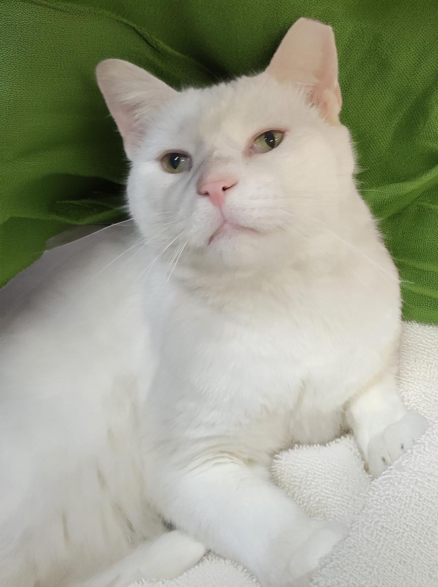 Enlarge Mugshot, a Adoptable Domestic Short Hair in Cuyahoga Falls, OH image 2/3