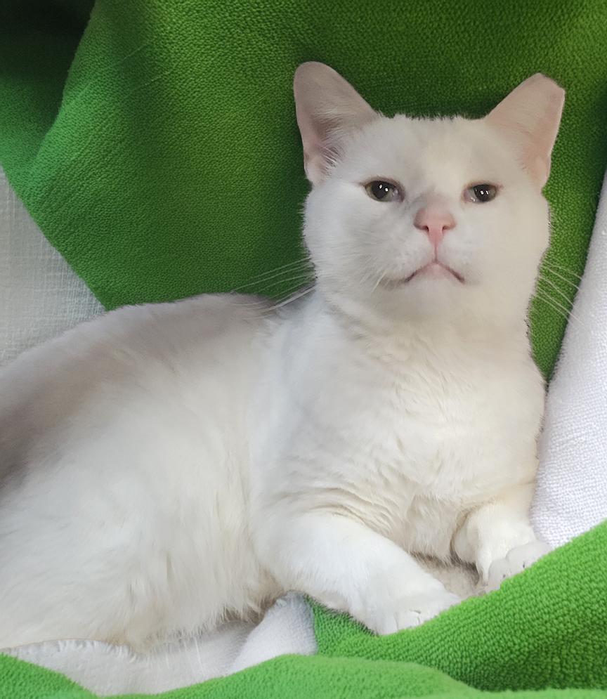 Enlarge Mugshot, a Adoptable Domestic Short Hair in Cuyahoga Falls, OH image 3/3