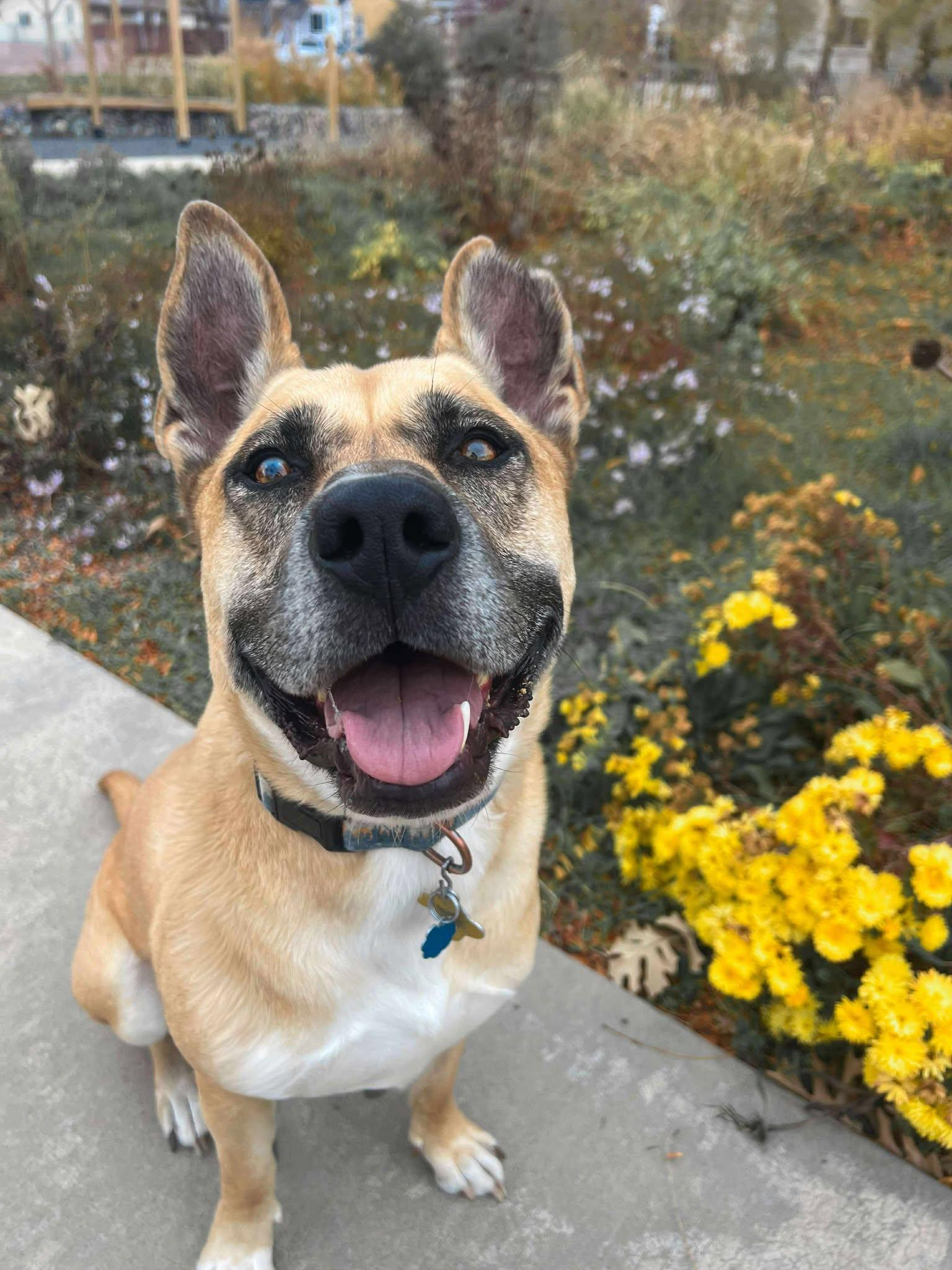 Mighty Mike, a Adoptable German Shepherd Dog in Salt Lake City, UT image 1/3