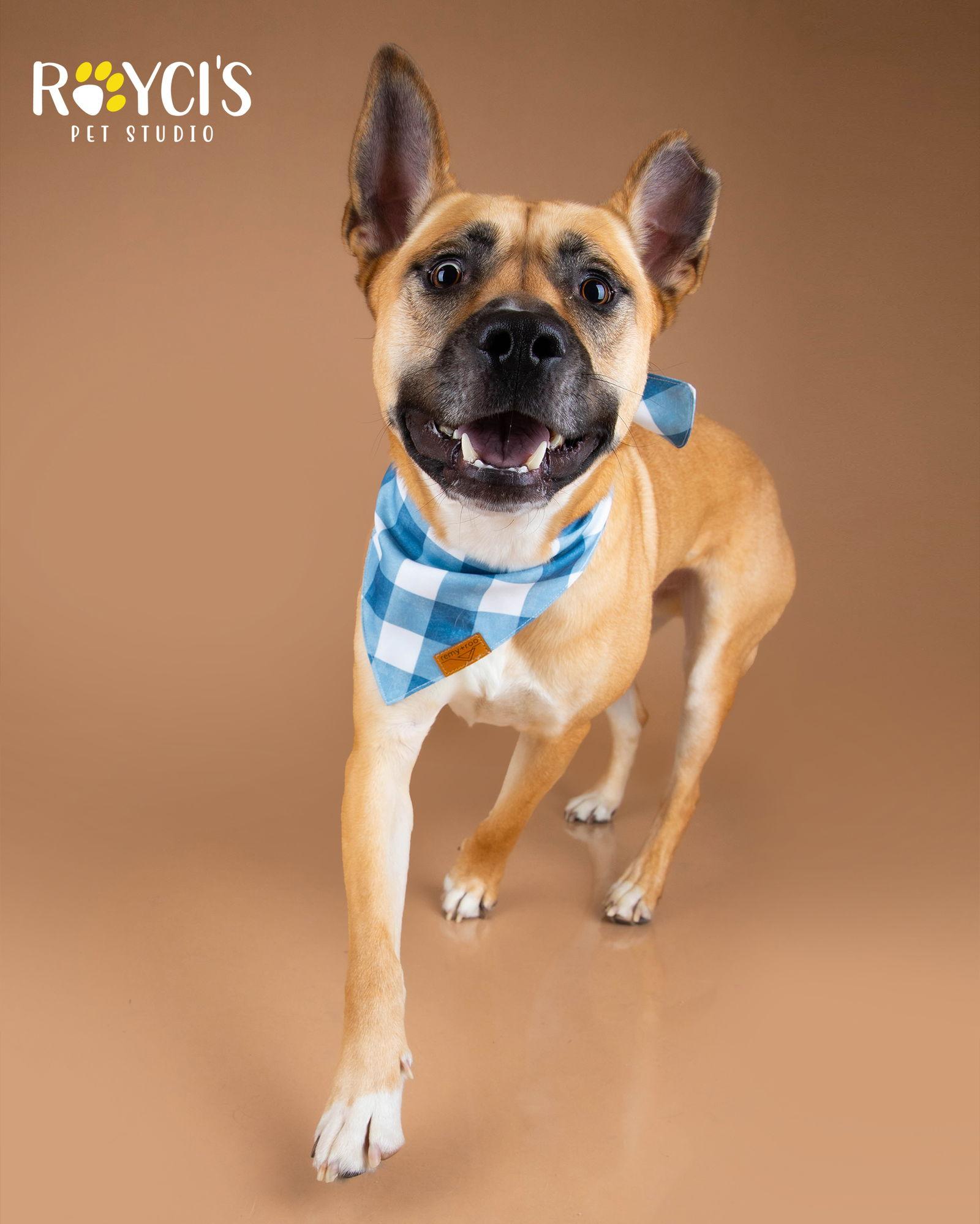 Mighty Mike, a Adoptable German Shepherd Dog in Salt Lake City, UT image 2/3