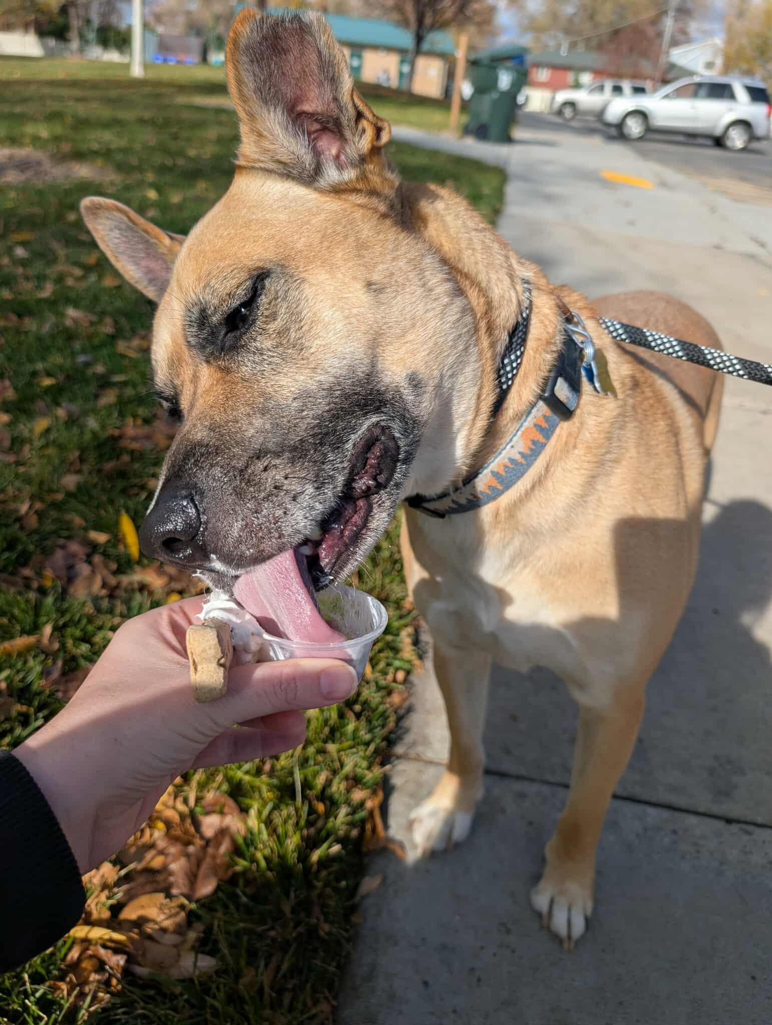 Mighty Mike, a Adoptable German Shepherd Dog in Salt Lake City, UT image 3/3