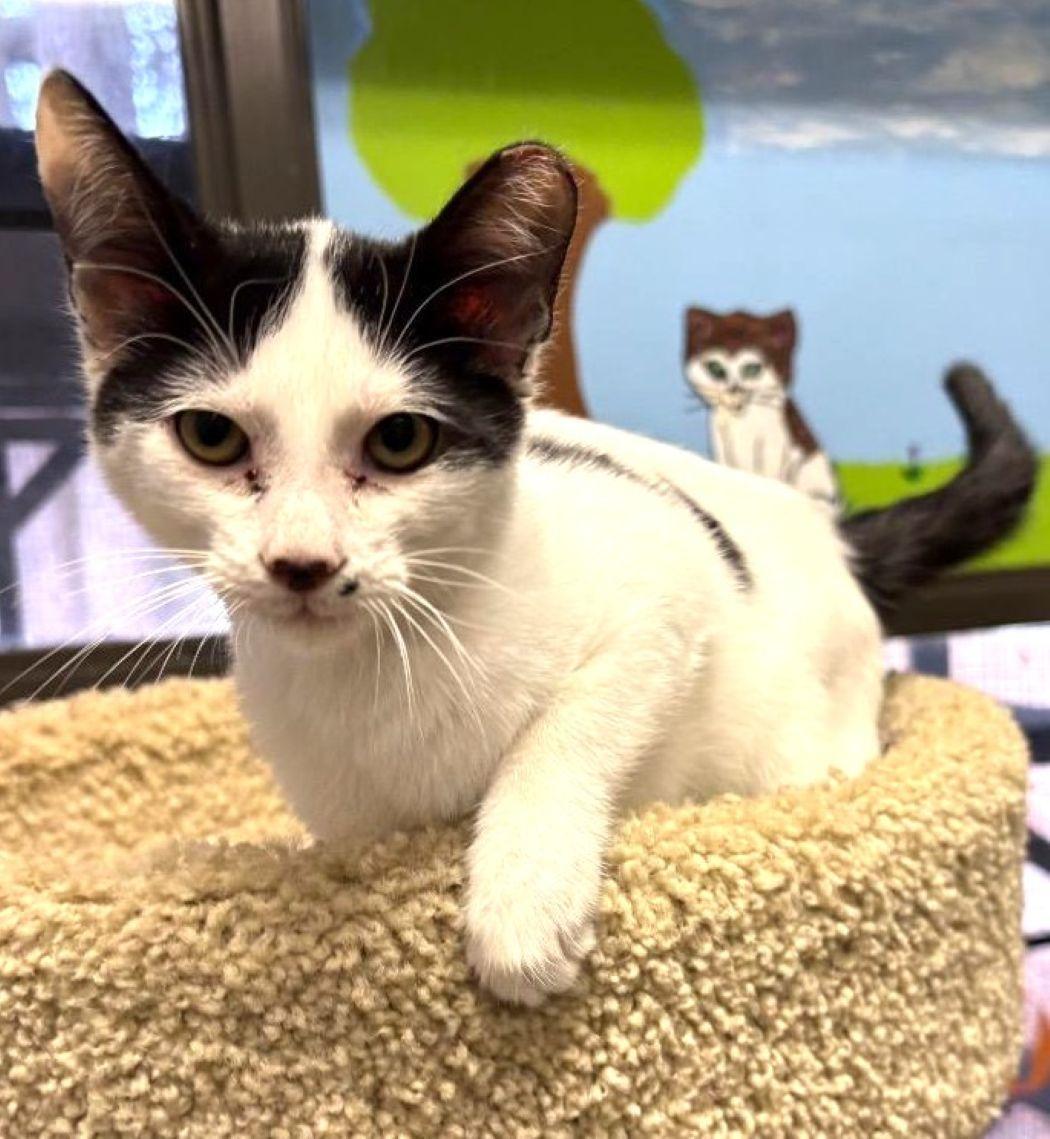 Gizmo — thumbnail 2