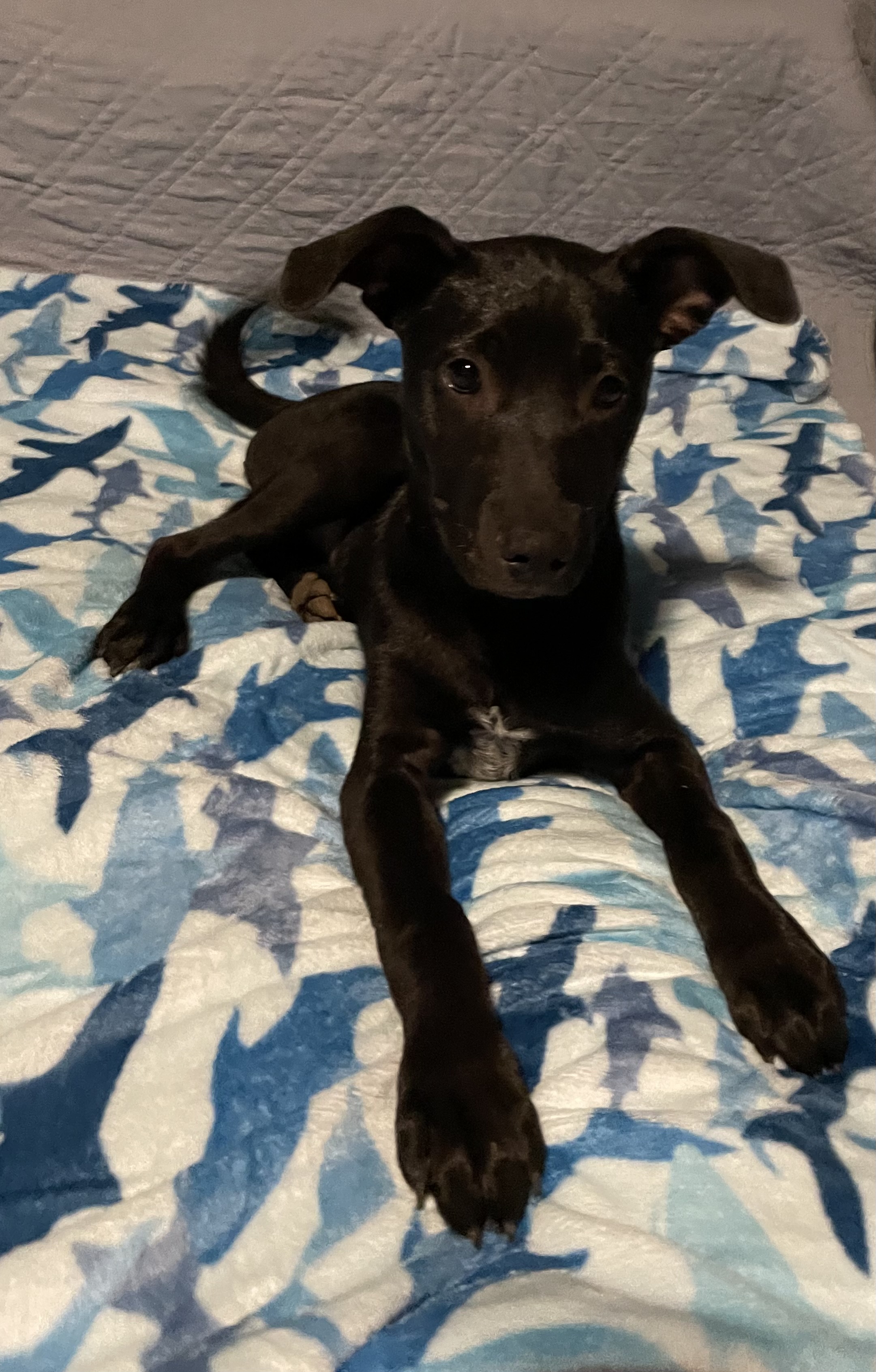 Enlarge Figaro, a Adoptable mixed breed in San Antonio, TX image 3/5