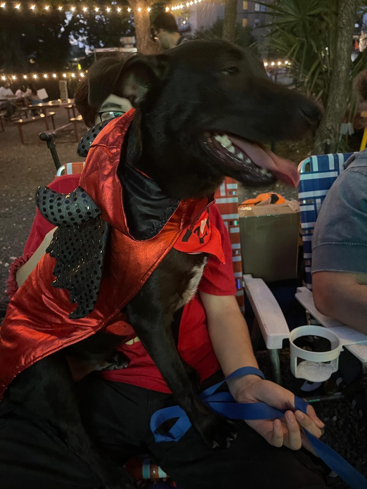 Enlarge Figaro, a Adoptable mixed breed in San Antonio, TX image 4/5