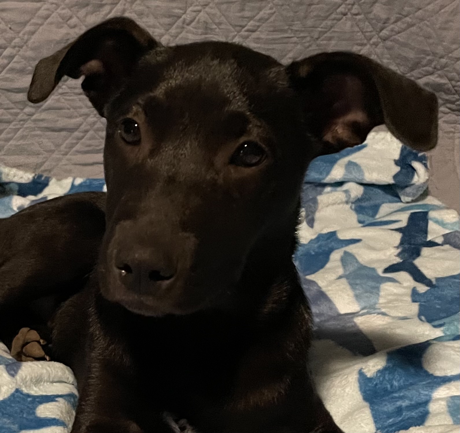 Enlarge Figaro, a Adoptable mixed breed in San Antonio, TX image 2/5