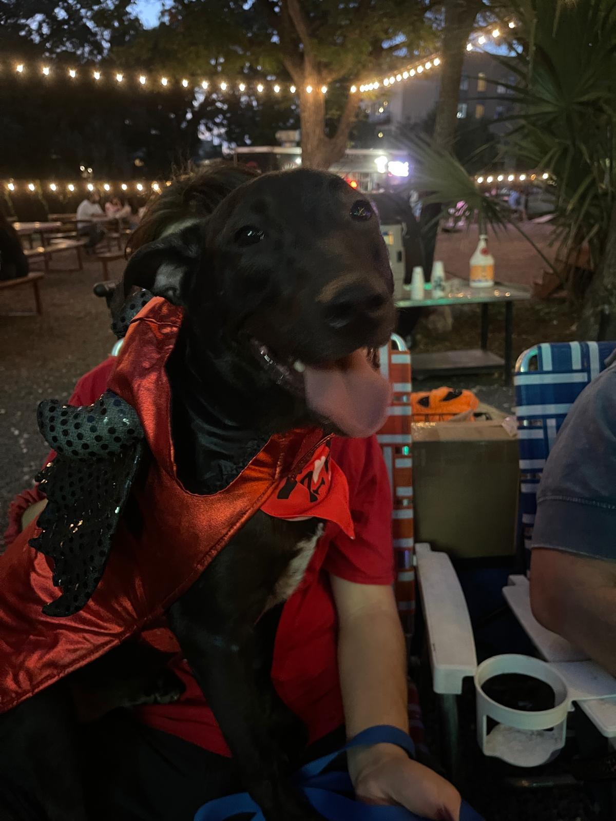 Enlarge Figaro, a Adoptable mixed breed in San Antonio, TX image 5/5