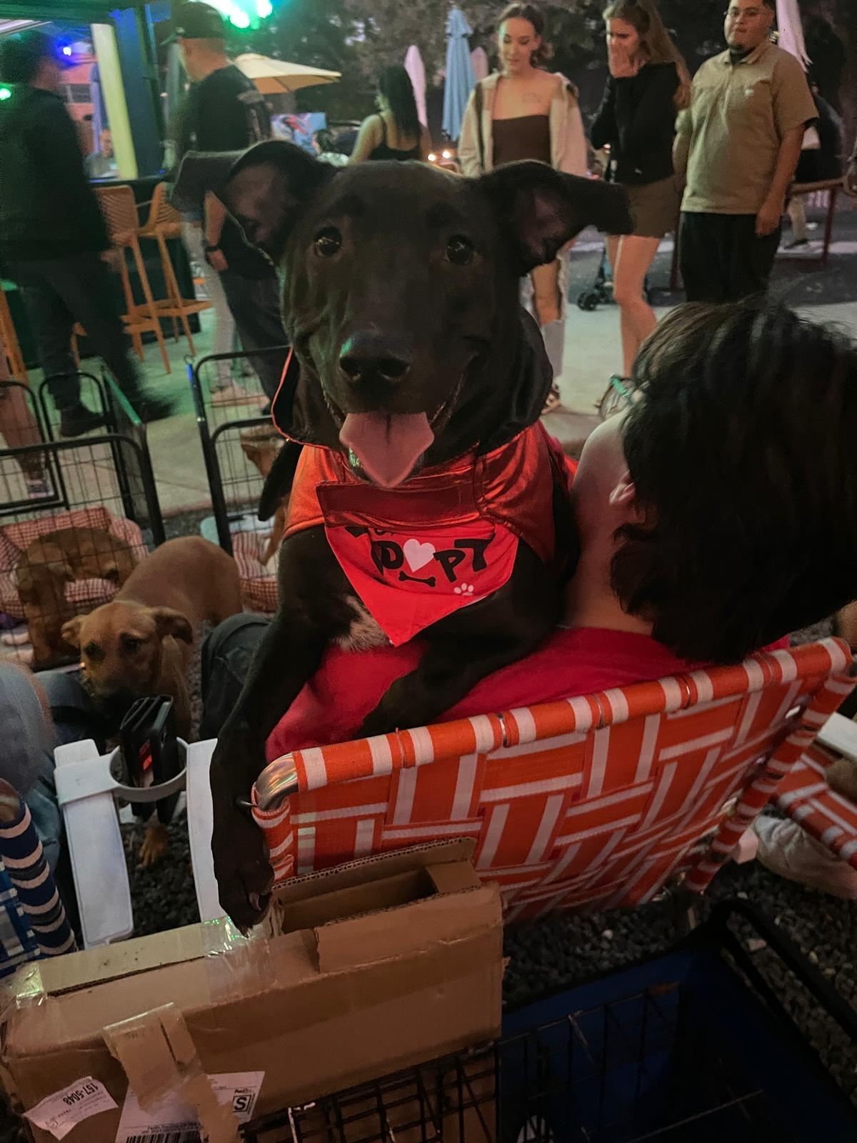 Enlarge Figaro, a Adoptable mixed breed in San Antonio, TX image 1/5