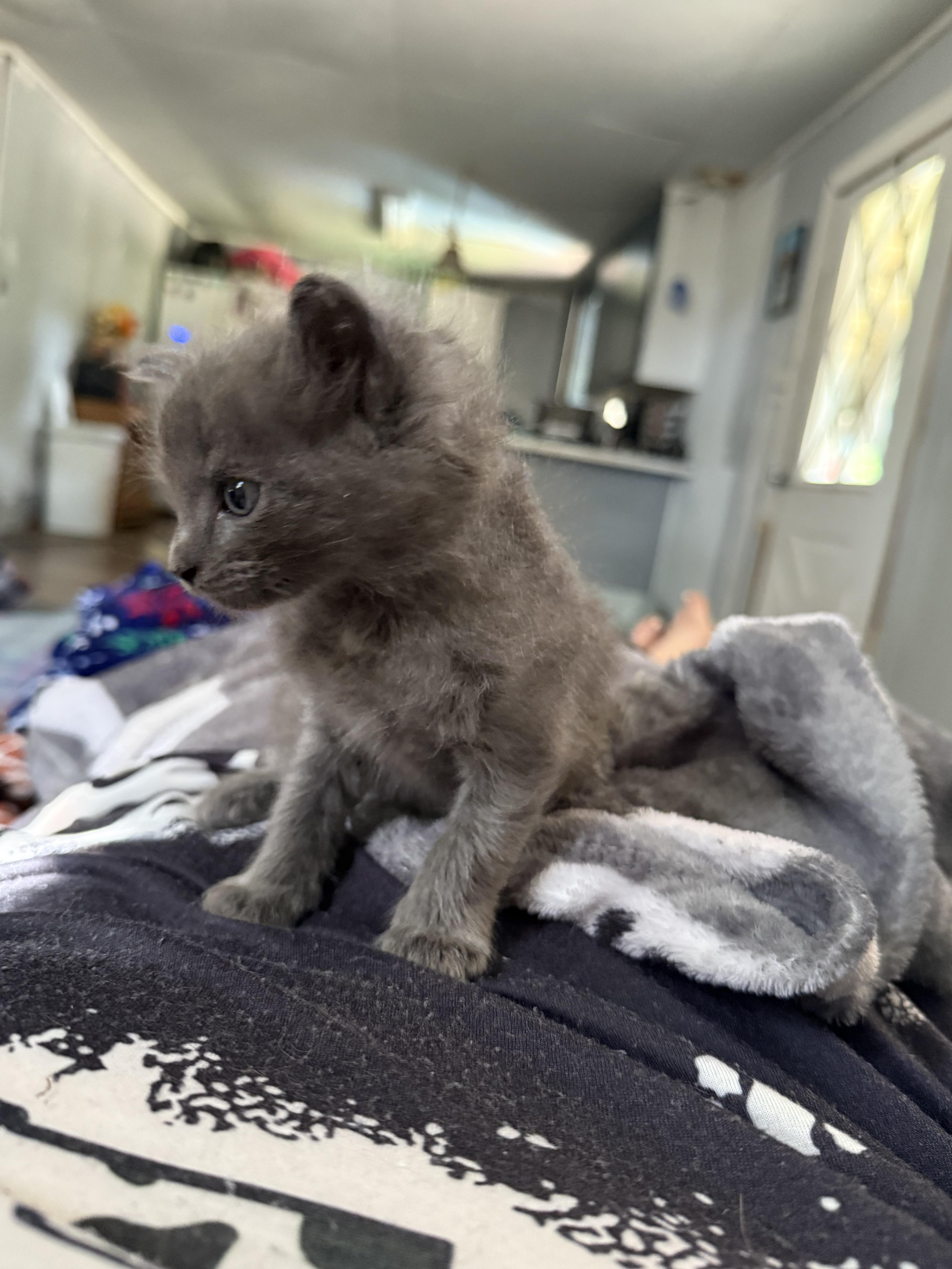 Kittens (Courtesy Post), a Adoptable mixed breed in Bowie, TX image 2/3