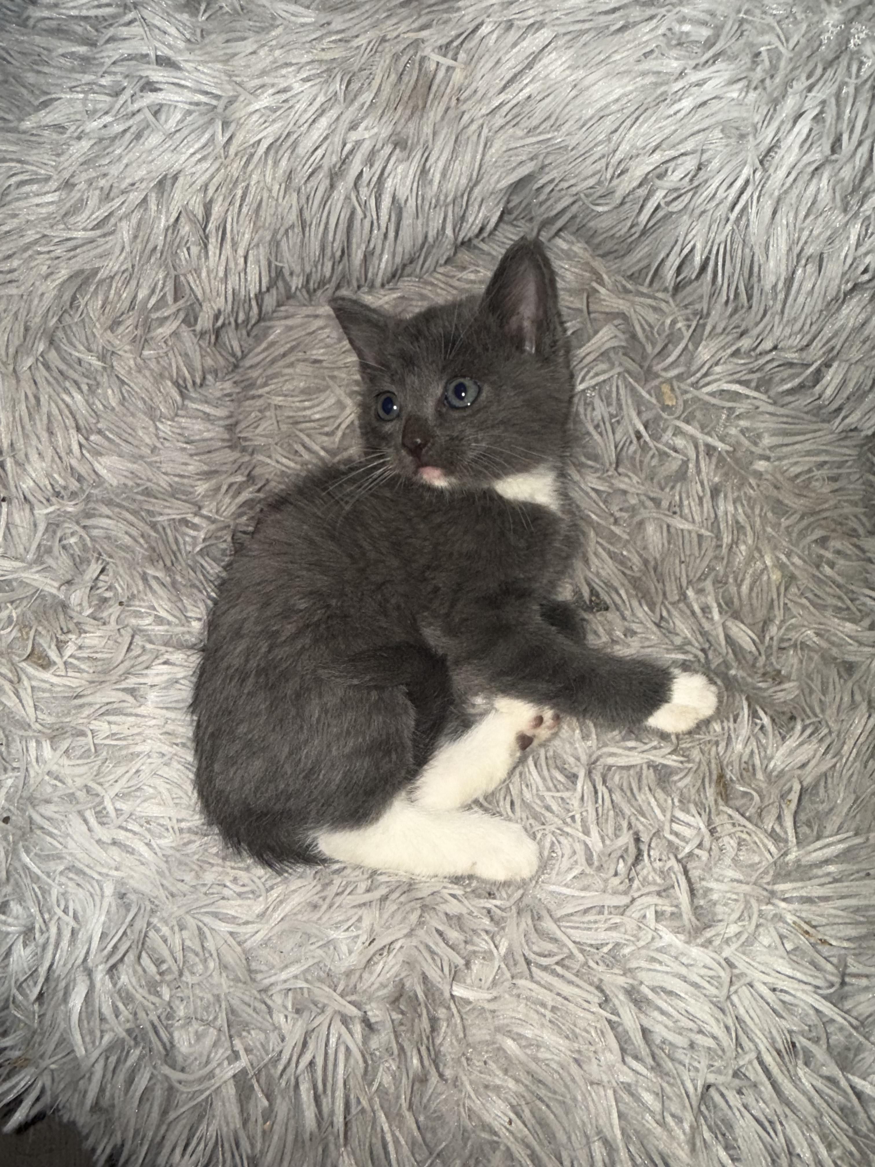 Kittens (Courtesy Post), an adoptable American Shorthair, Tabby in Bowie, TX, 76230 | Photo Image 2