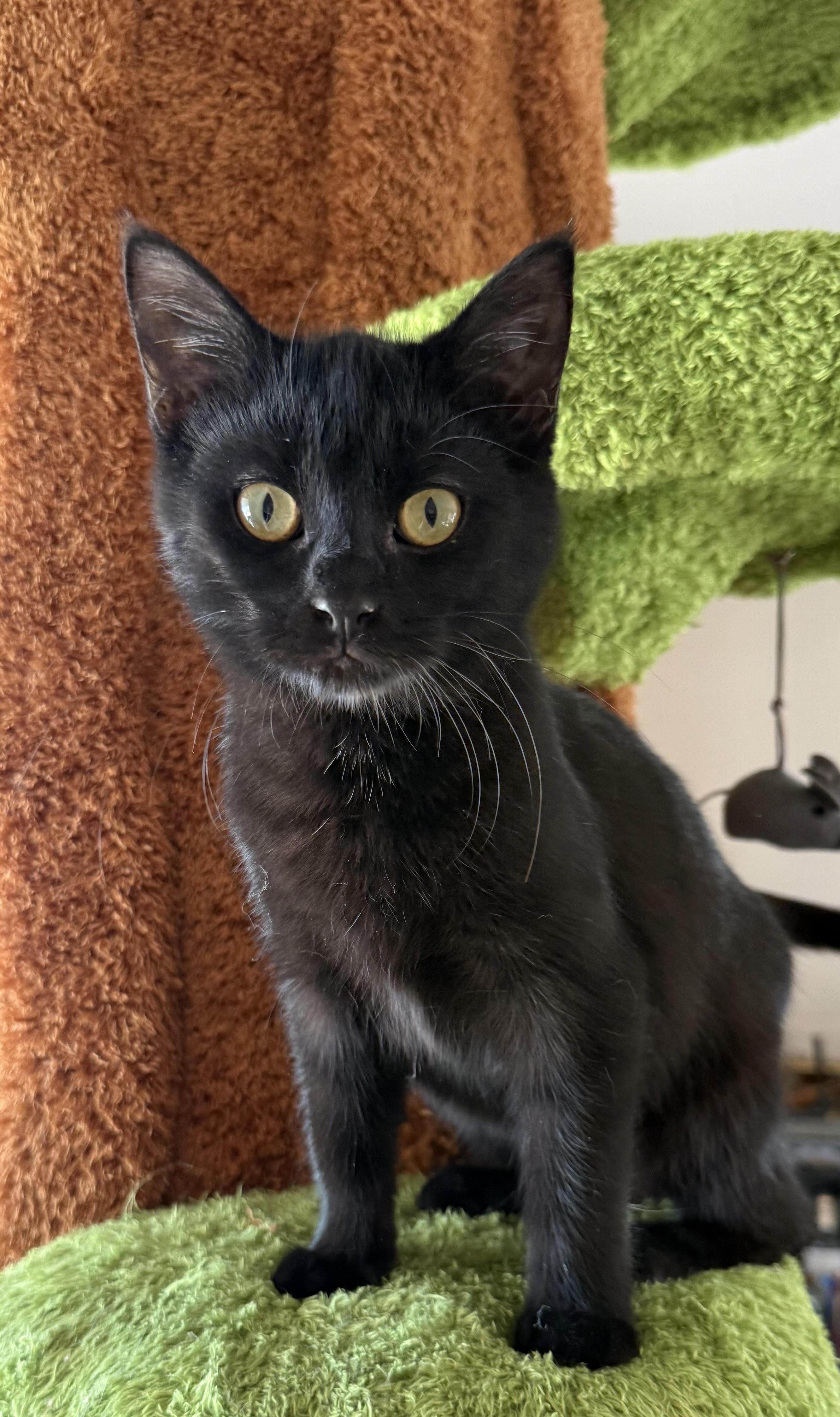 Vera, Adoptable, Adult Female Domestic Short Hair.