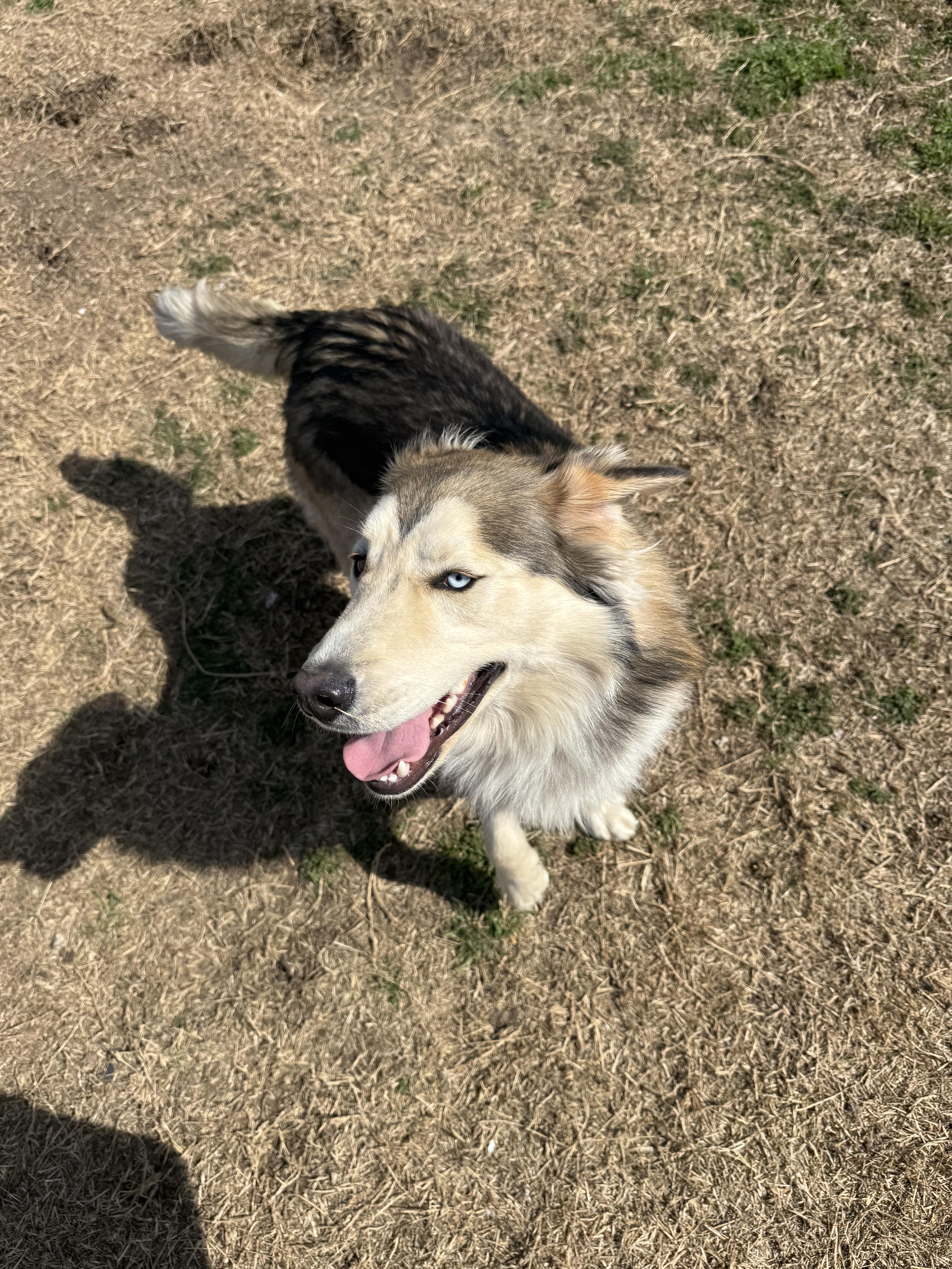 Enlarge Everette, a ADOPTABLE mixed breed in Sherman, TX image 5/6