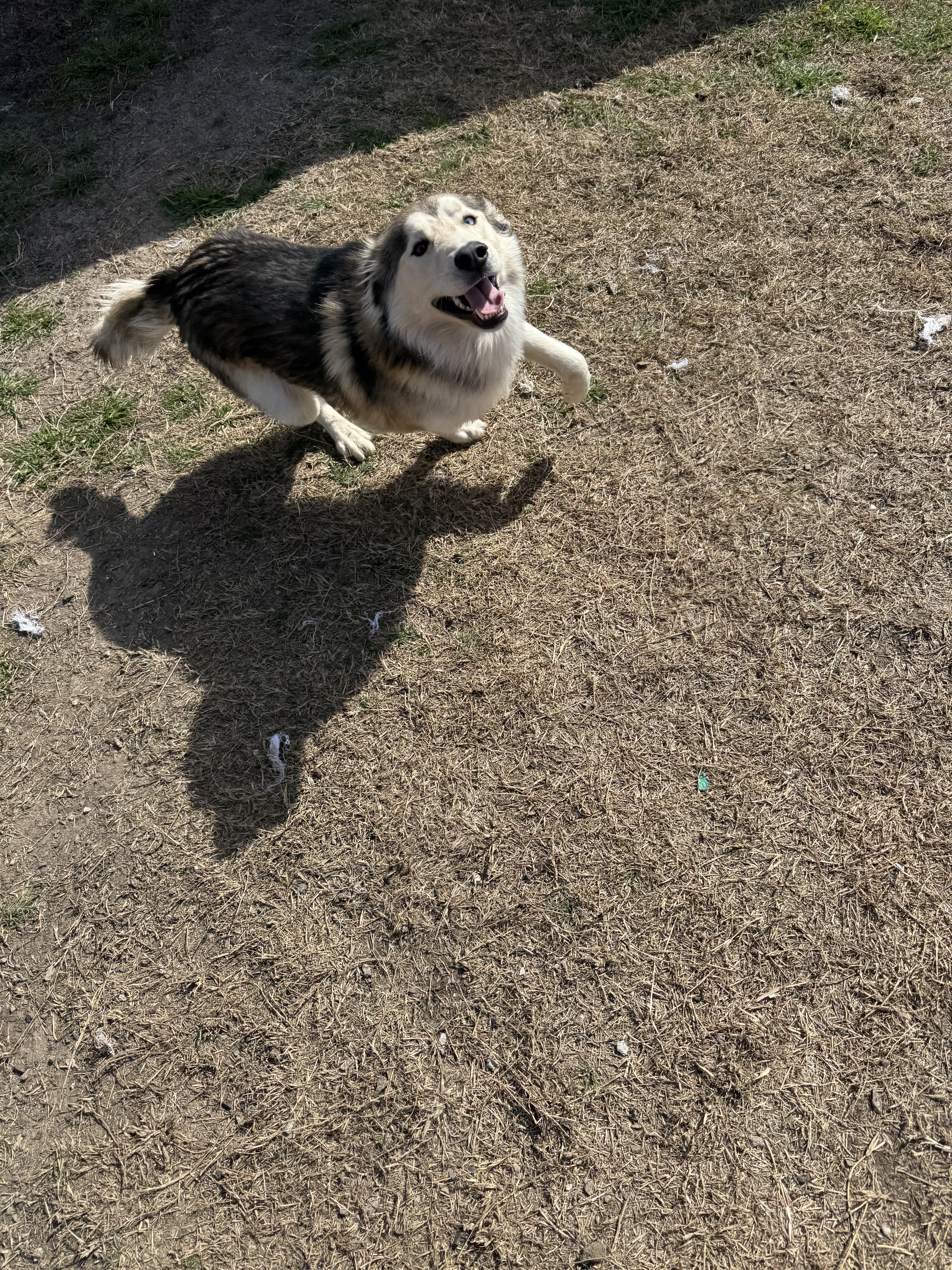 Enlarge Everette, a ADOPTABLE mixed breed in Sherman, TX image 6/6
