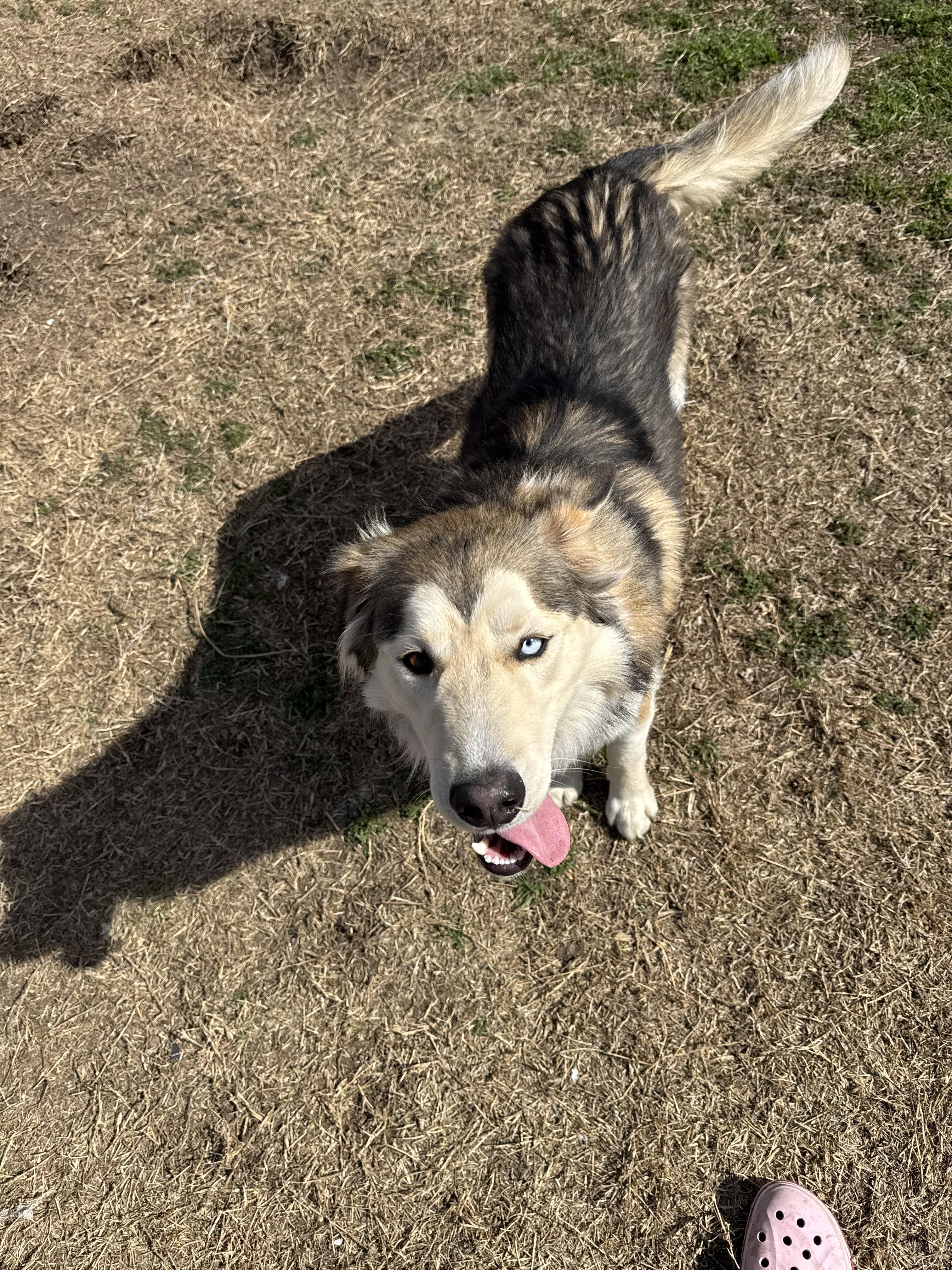 Enlarge Everette, a ADOPTABLE mixed breed in Sherman, TX image 3/6