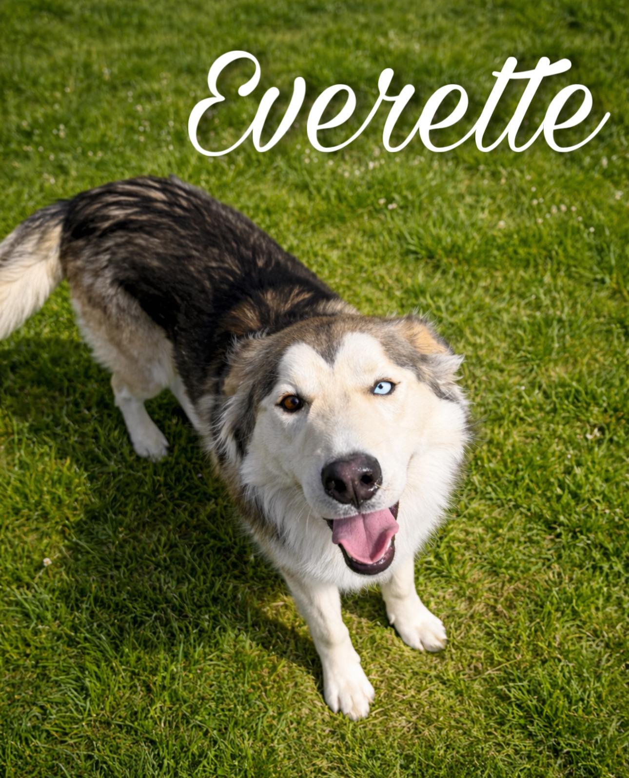 Enlarge Everette, a ADOPTABLE mixed breed in Sherman, TX image 1/6