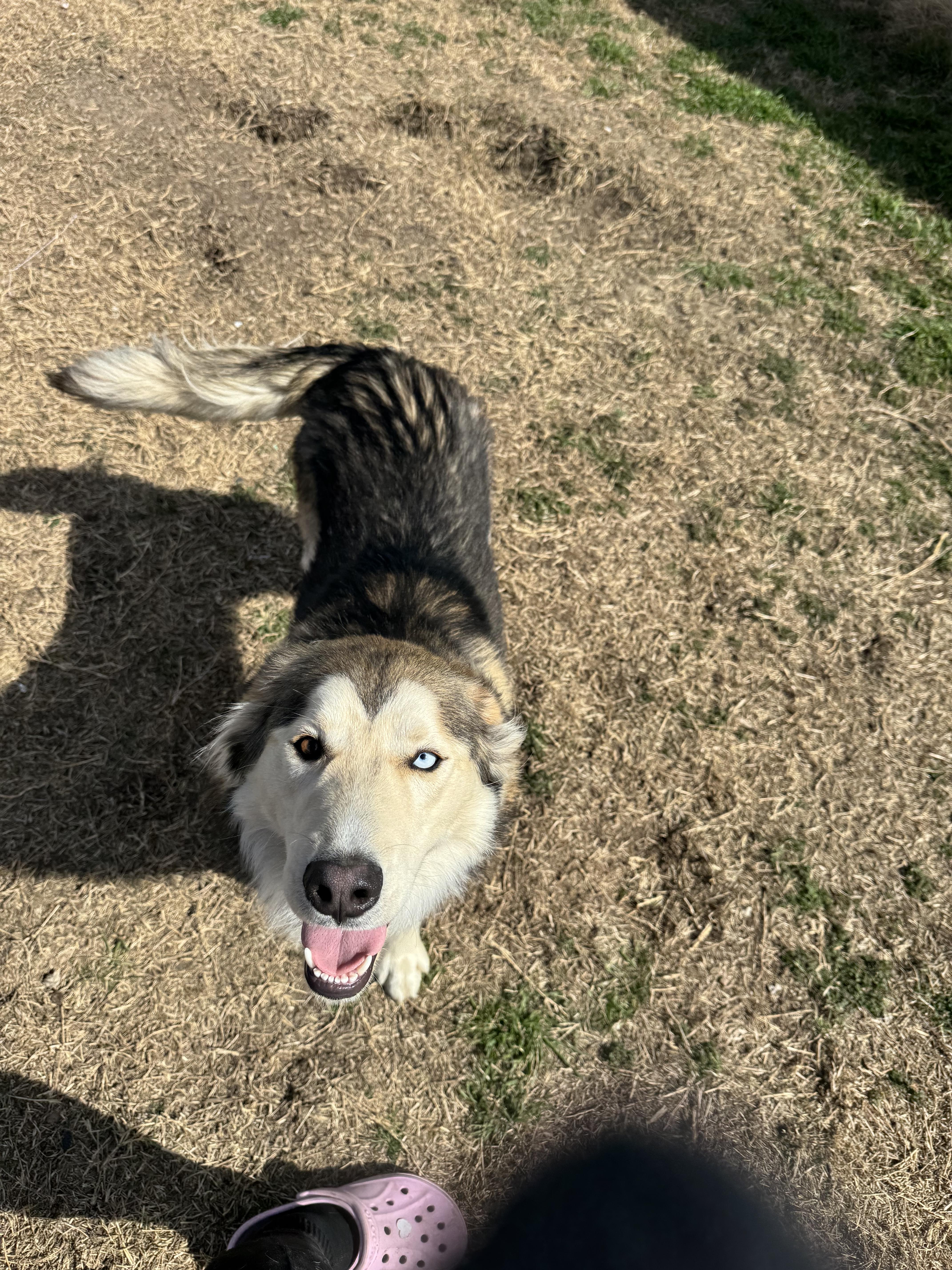 Enlarge Everette, a ADOPTABLE mixed breed in Sherman, TX image 2/6