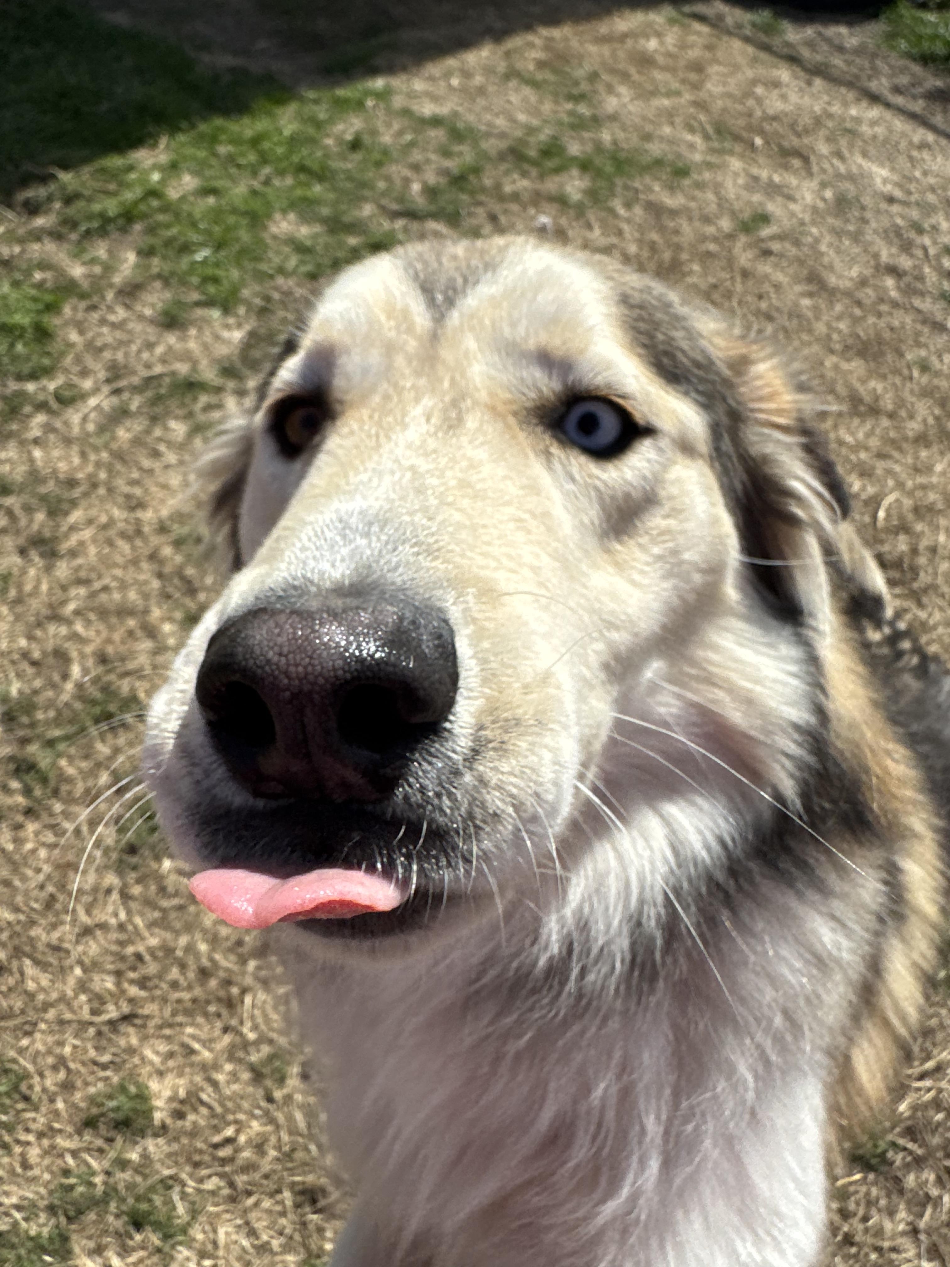 Enlarge Everette, a ADOPTABLE mixed breed in Sherman, TX image 4/6