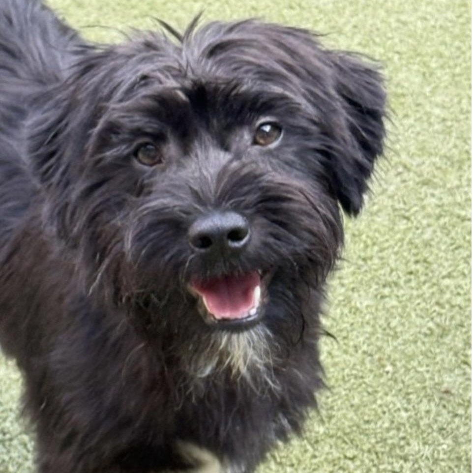 SIMON, adopted, Puppy Male Poodle.