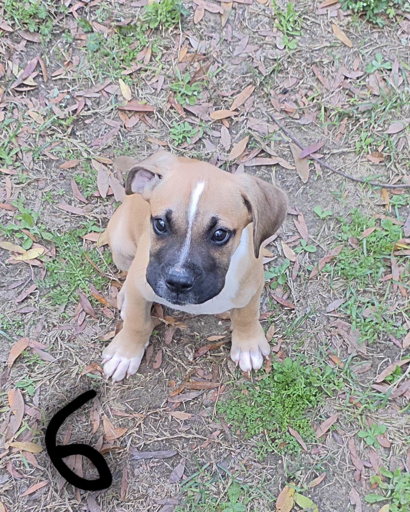 Rocket, adopted, Puppy Male Boxer & Labrador Retriever.