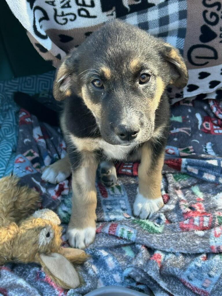 Enlarge Truly, a Adopted mixed breed in Polson, MT image 1/4