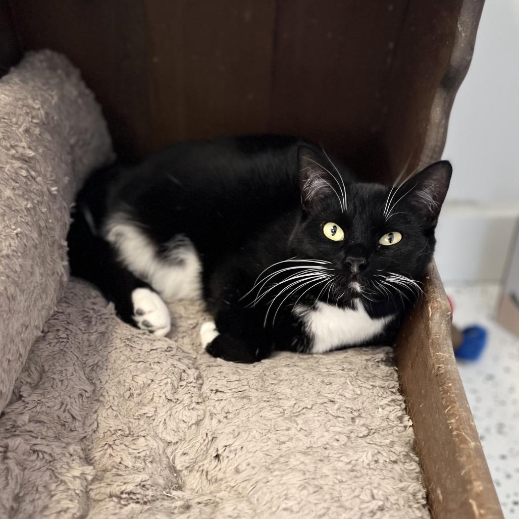 Lindsey, Adoptable, Adult Female Domestic Short Hair.